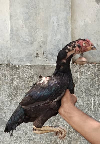 bangum male and lasani female pair for sale