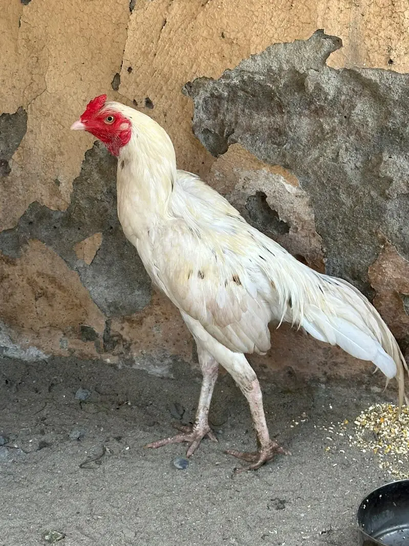 wight china aseel — photo 2