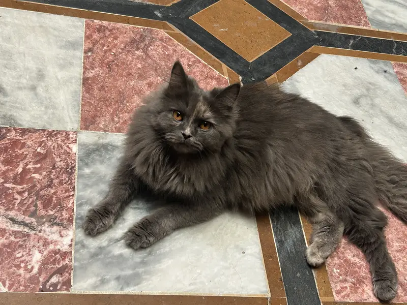 Beatiful cat. For breed — photo 3