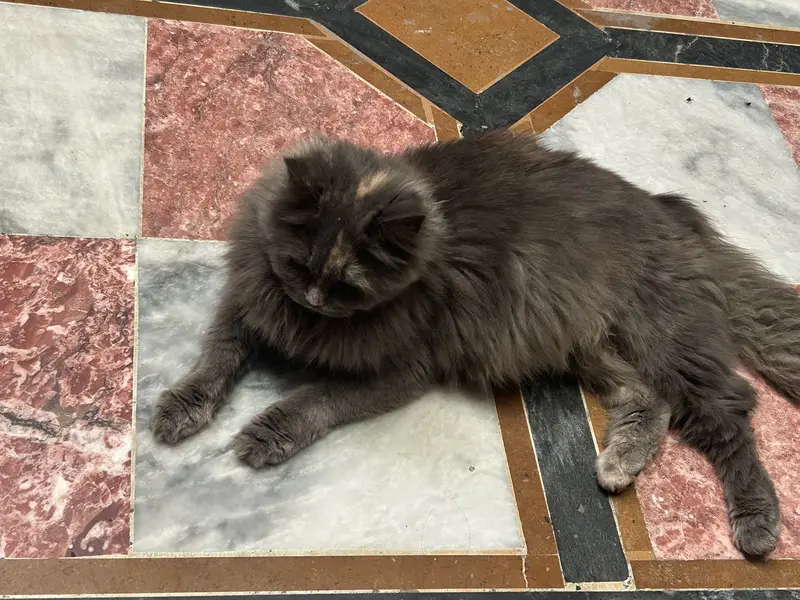 Beatiful cat. For breed — photo 4