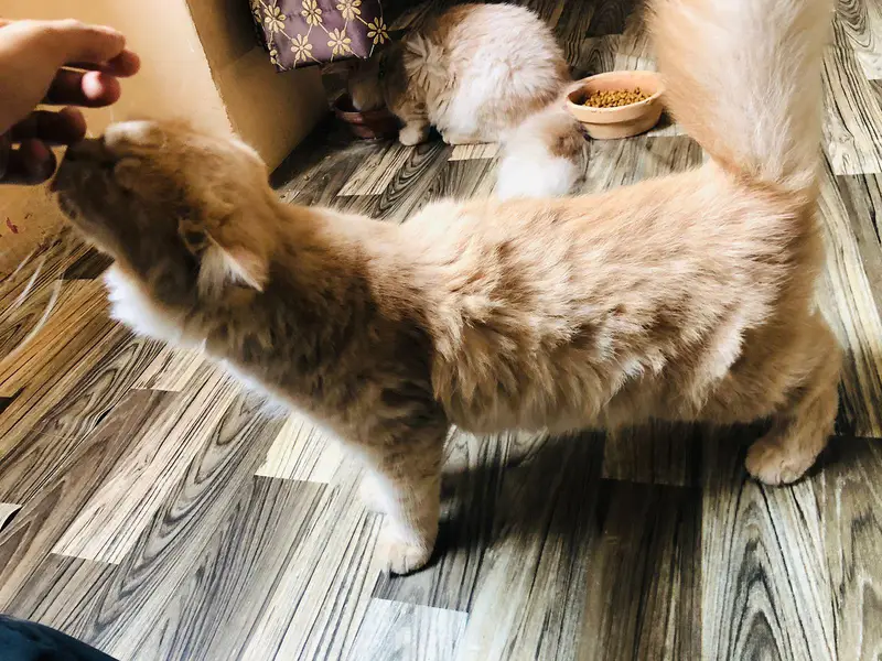 Persian Kitten Pair Light Brown — photo 11