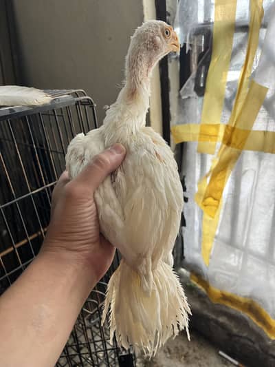 2 months old female 10 months old male