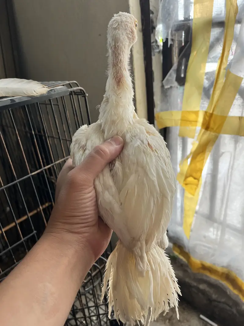 2 months old female 10 months old male — photo 3