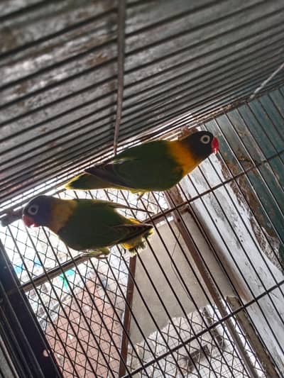 black mask yellow chest breeder pair available 
