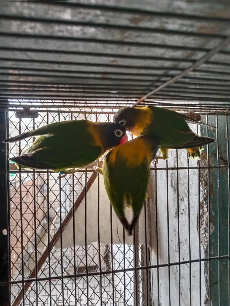 black mask yellow chest breeder pair available  — photo 2