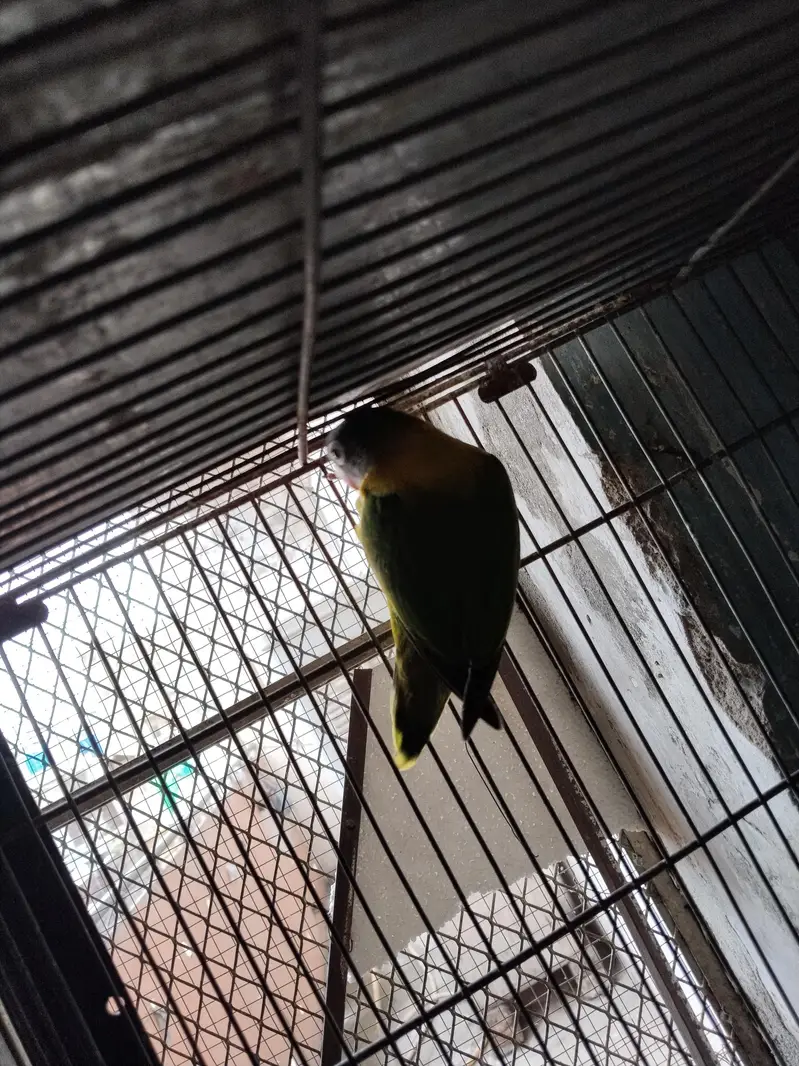 black mask yellow chest breeder pair available  — photo 3