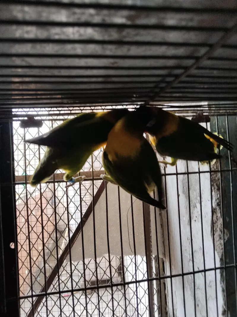 black mask yellow chest breeder pair available  — photo 4