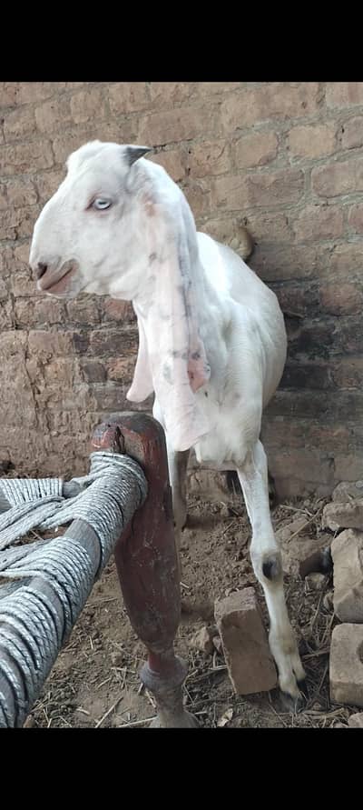 Rajanpuri male 03127142751