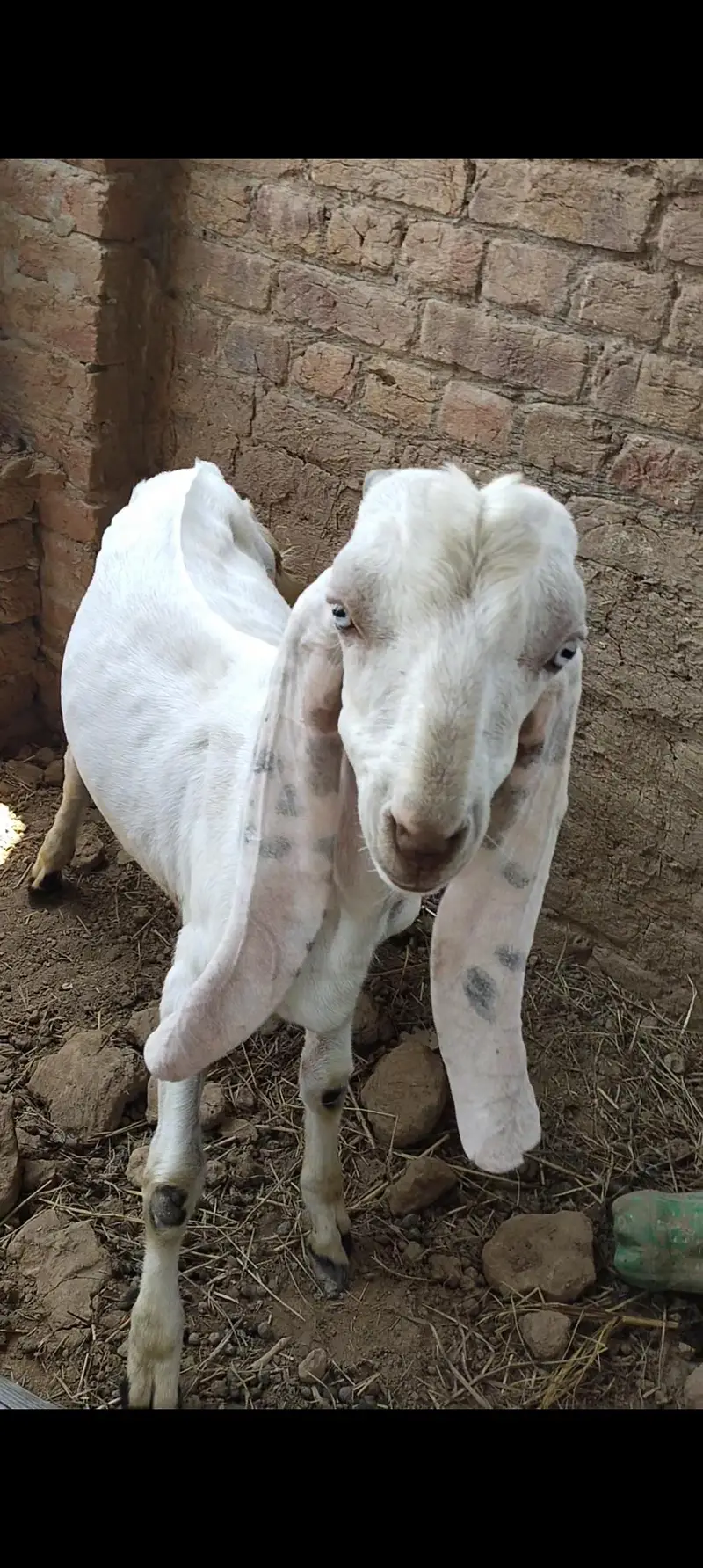Rajanpuri male 03127142751 — photo 2
