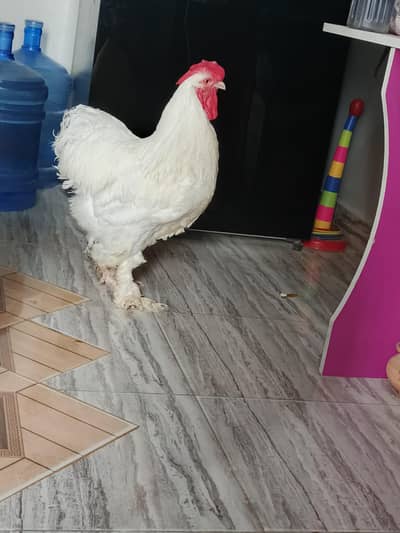 buff chicken male
