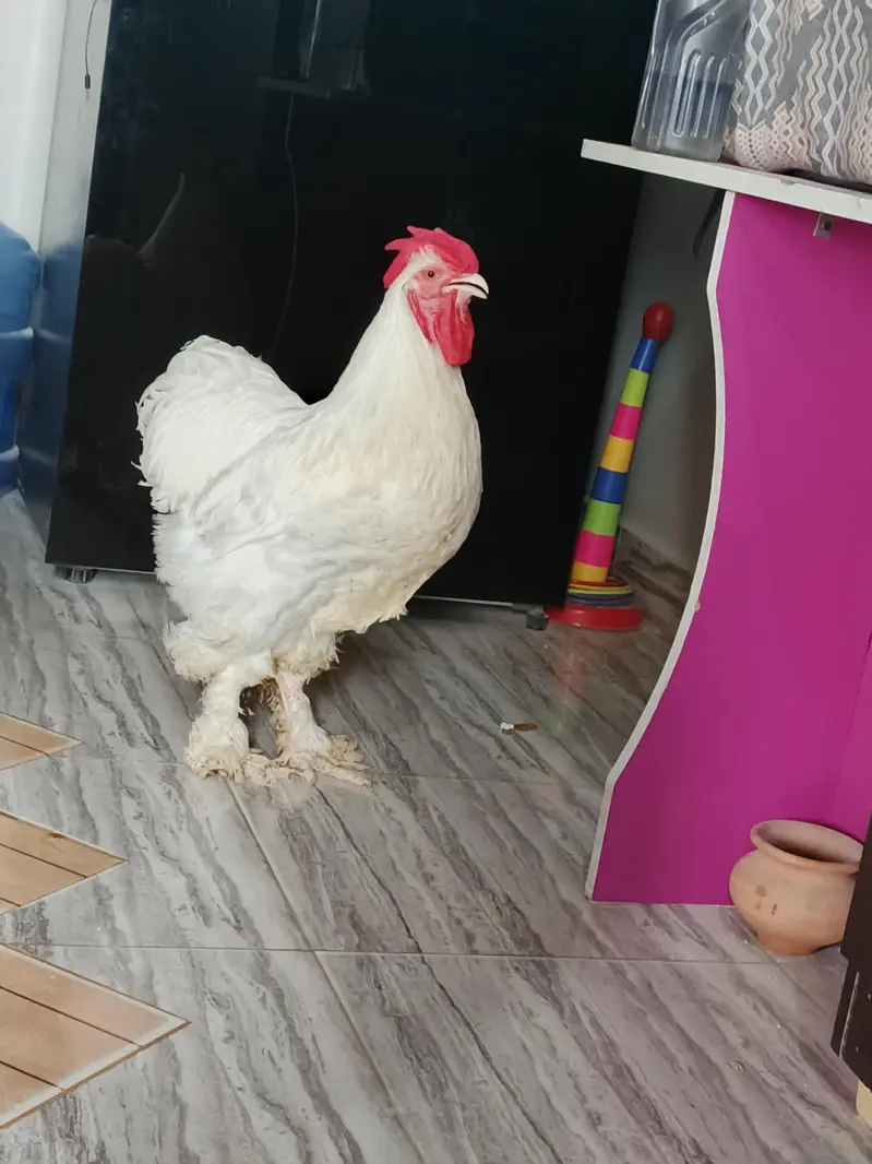 buff chicken male — photo 2