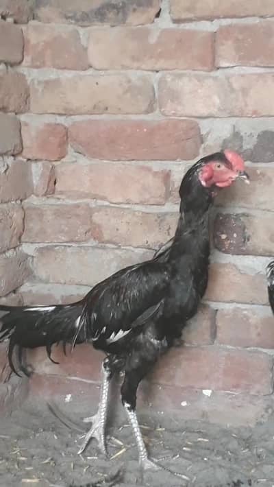 3Male for sale
