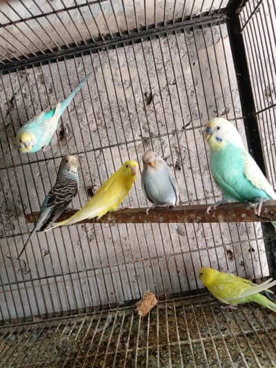 5 pair Breeder