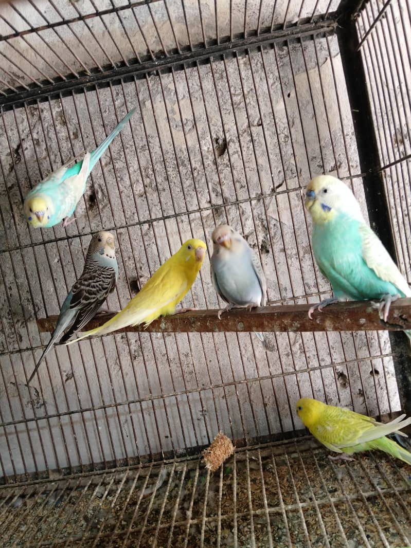 5 pair Breeder 0