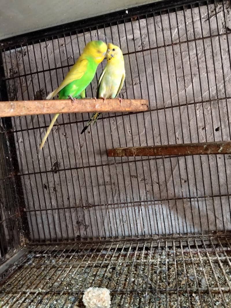 5 pair Breeder 1
