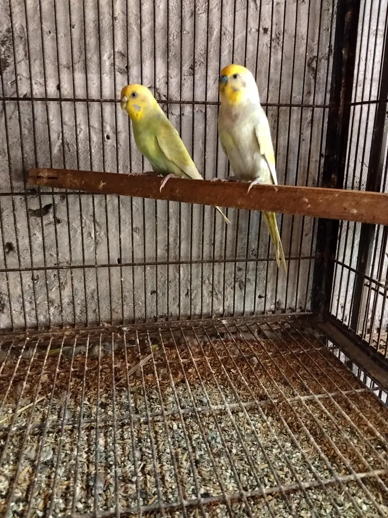 5 pair Breeder — photo 3