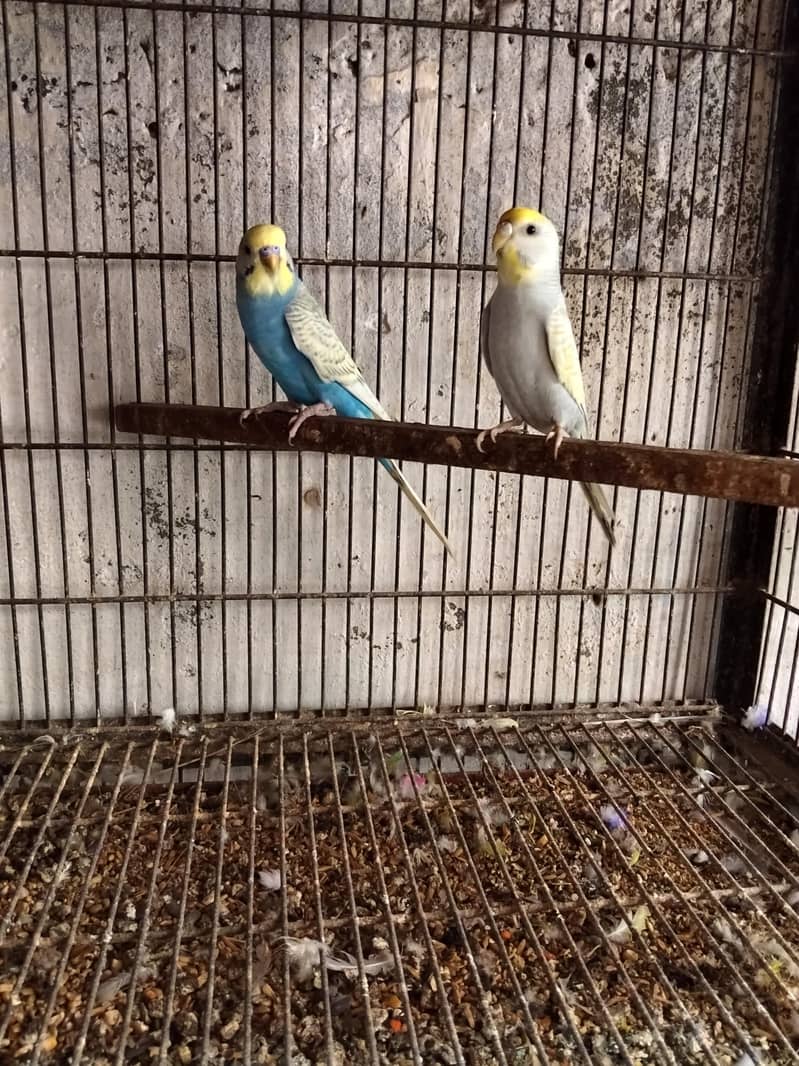5 pair Breeder 3