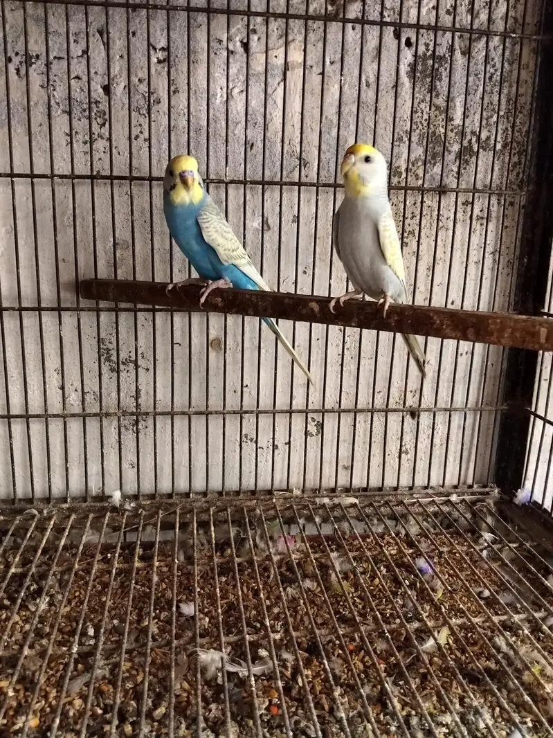 5 pair Breeder — photo 4