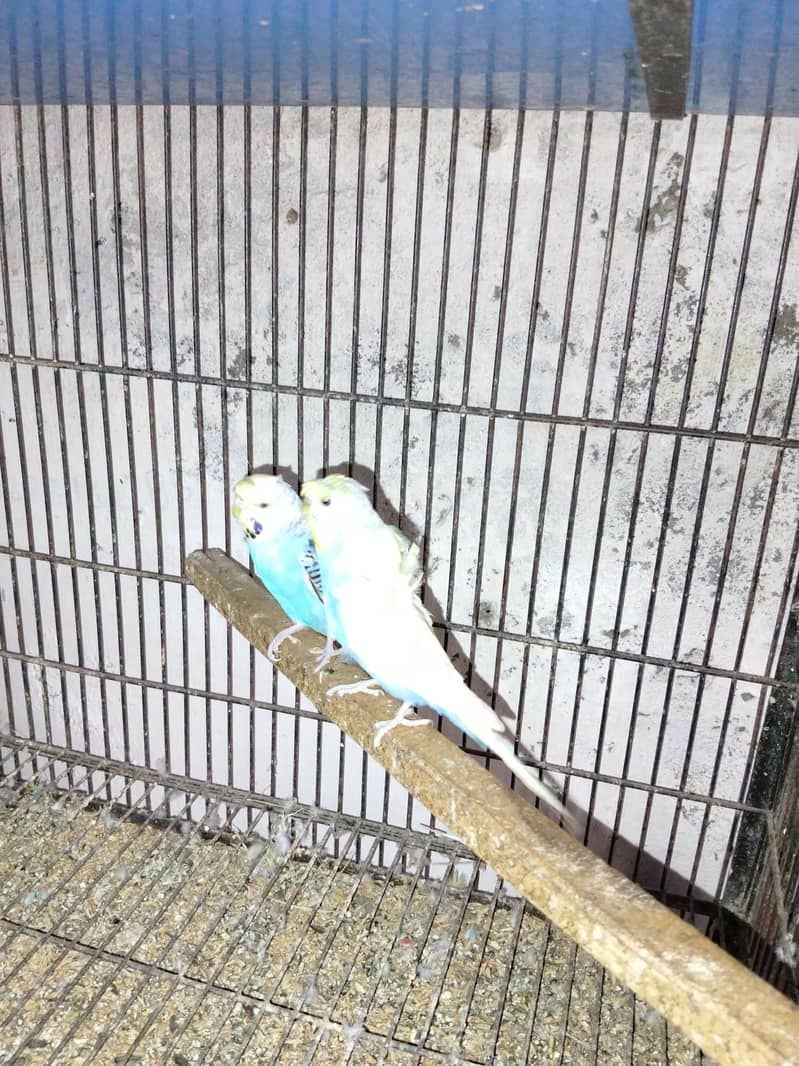 5 pair Breeder 4