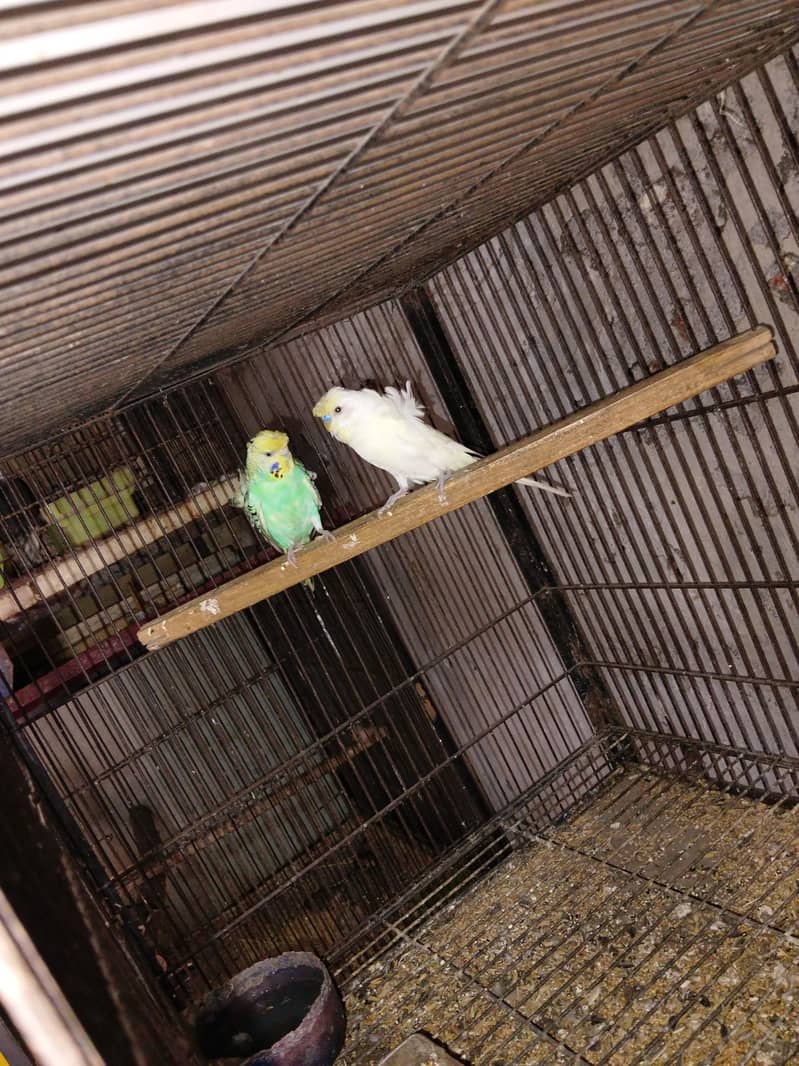 5 pair Breeder 5