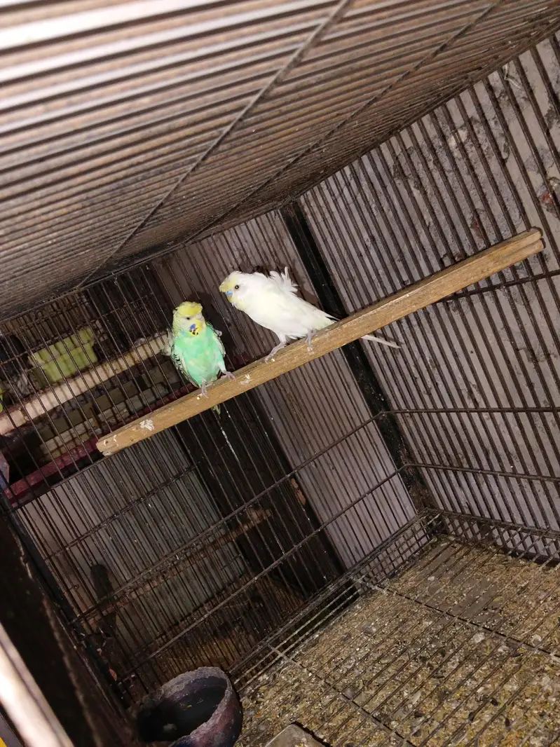 5 pair Breeder — photo 6