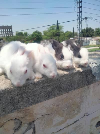 angura and Desi rabbits for sale