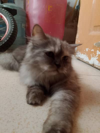Persian Cat For Sale Urgent