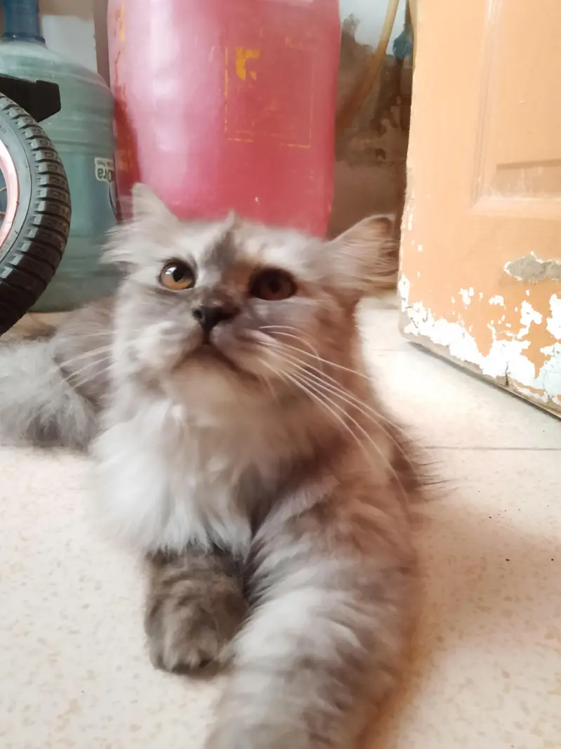 Persian Cat For Sale Urgent — photo 2