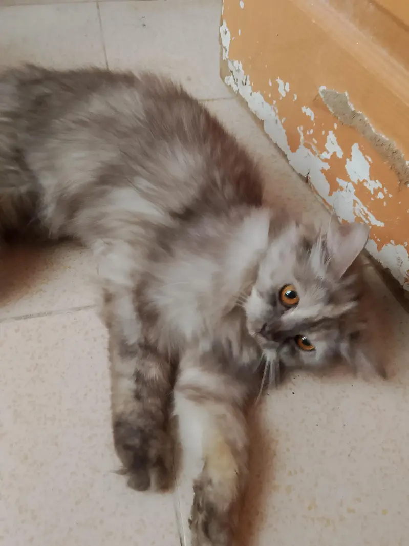 Persian Cat For Sale Urgent — photo 3