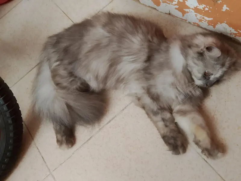 Persian Cat For Sale Urgent — photo 4