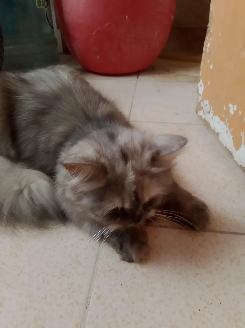 Persian Cat For Sale Urgent — photo 5