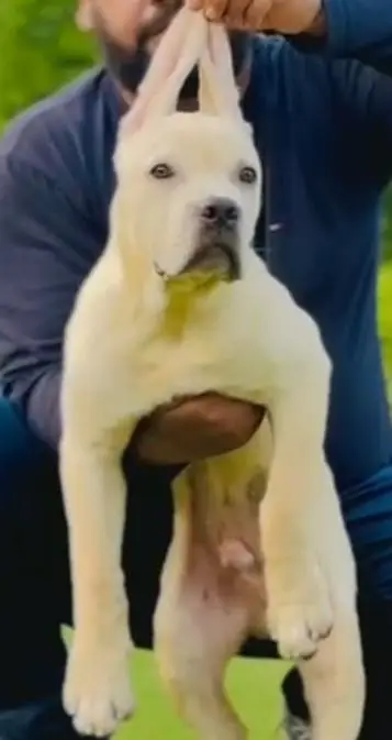cane corso puppies/dog/puppy — photo 2