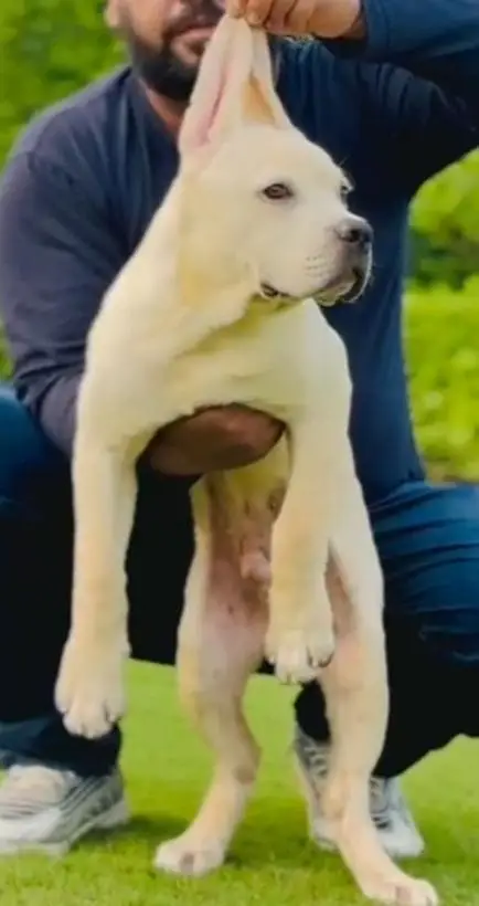 cane corso puppies/dog/puppy — photo 3