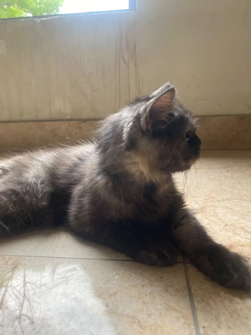 Persian cat — photo 2