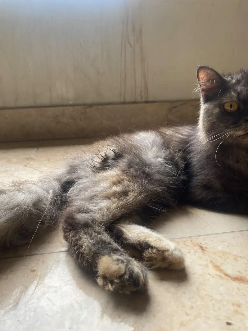 Persian cat — photo 3