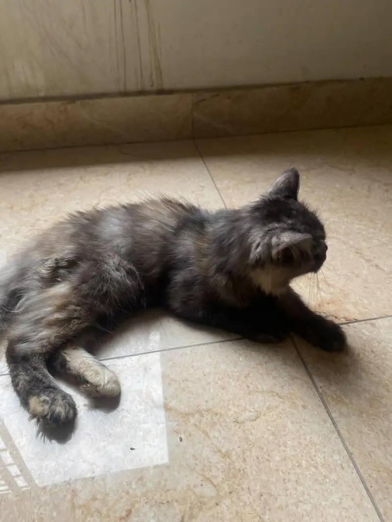 Persian cat — photo 4