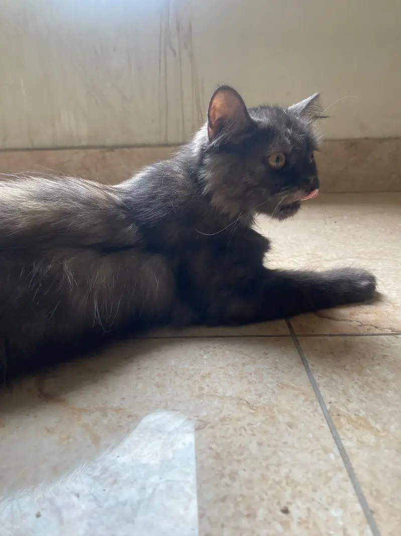 Persian cat — photo 5