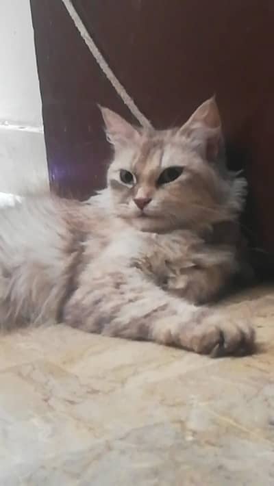 Persian
