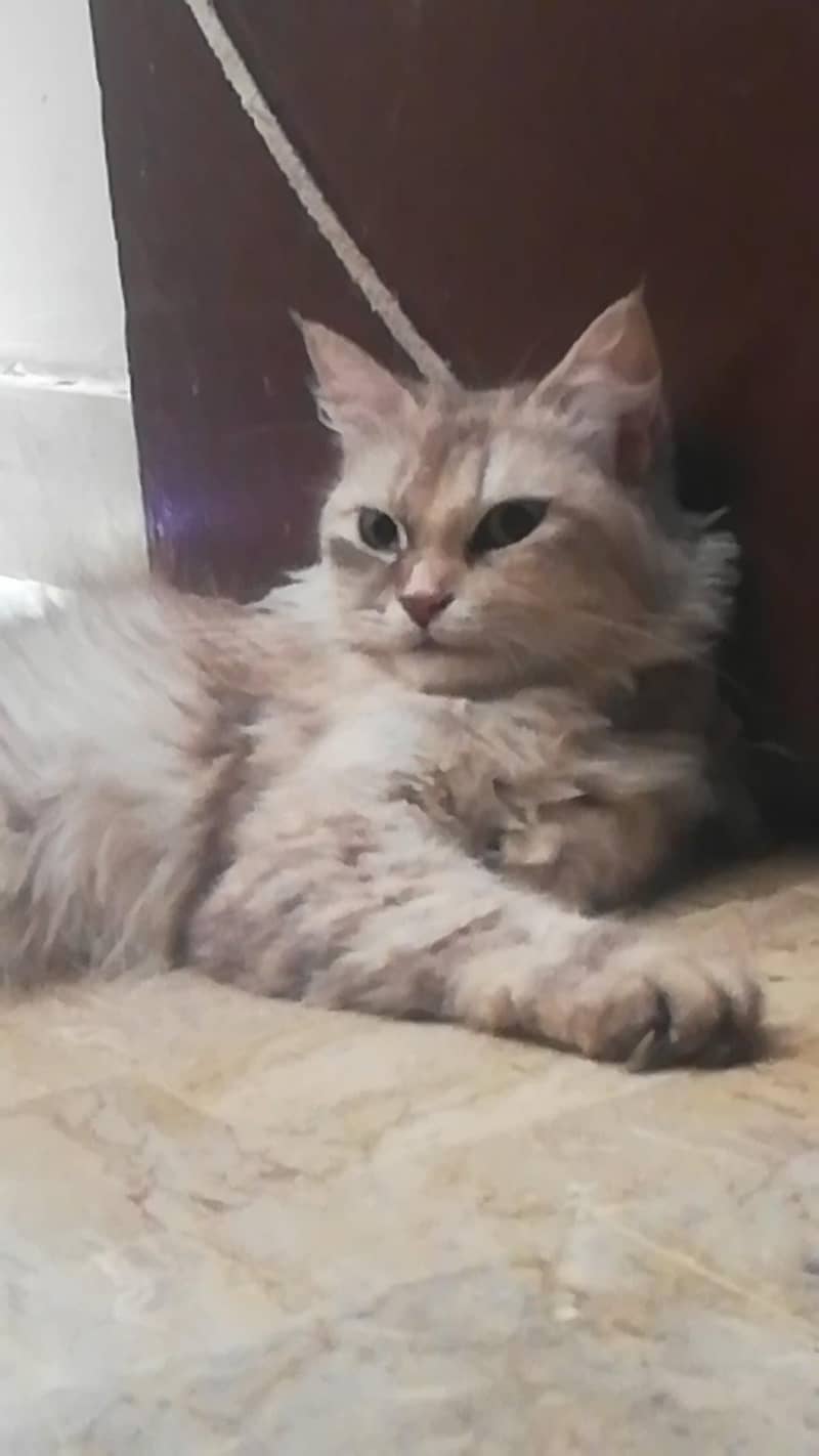 Persian 0