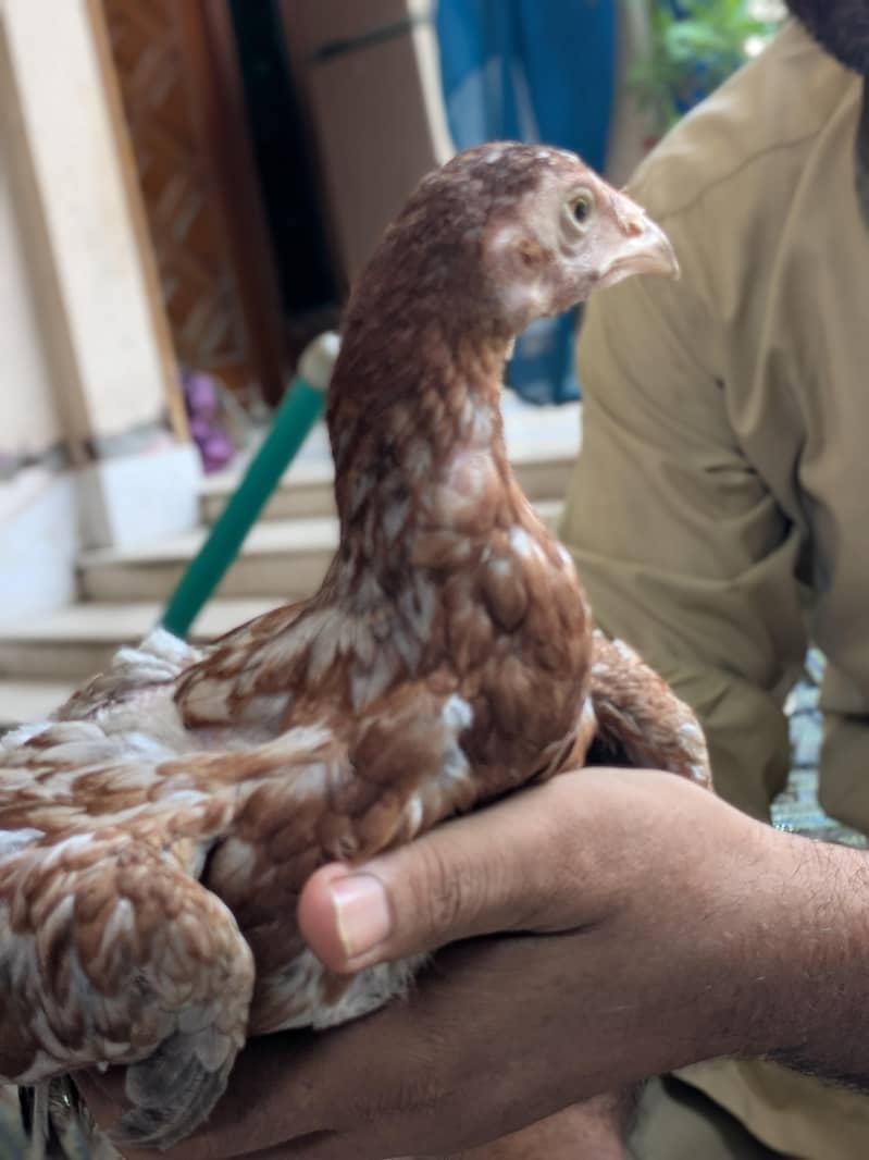 اصیل مرغے عمر سات ماہ 1