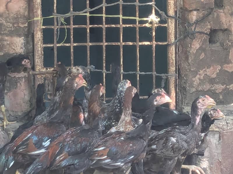 اصیل مرغے عمر سات ماہ 2