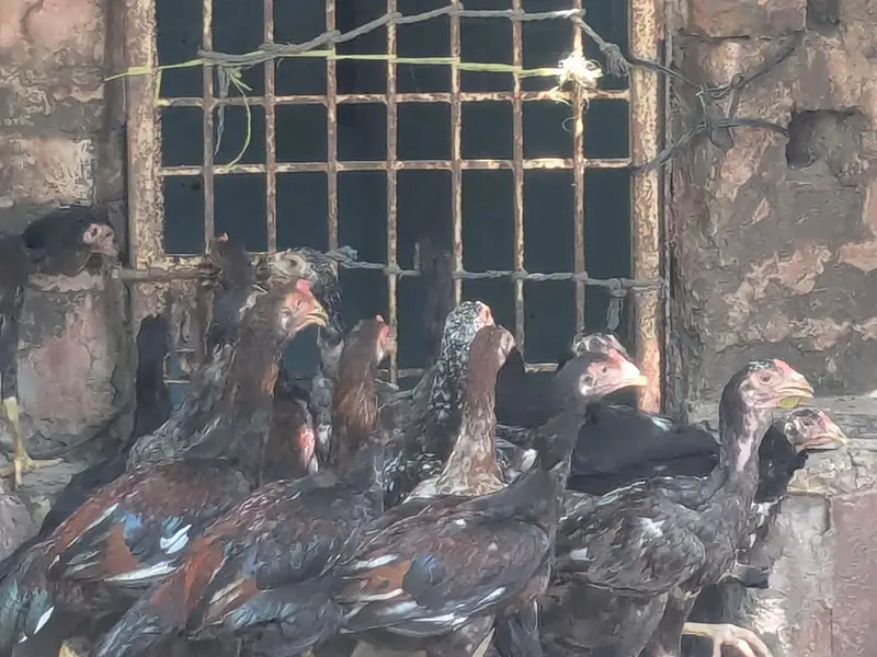 اصیل مرغے عمر سات ماہ — photo 3