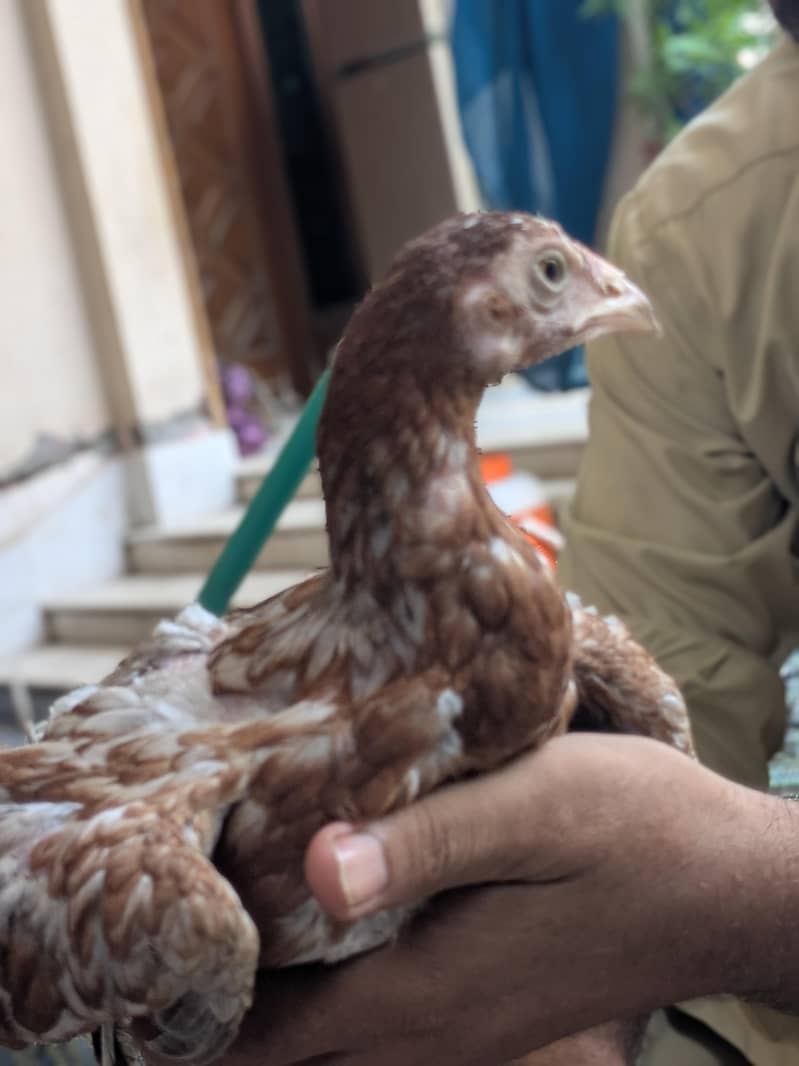 اصیل مرغے عمر سات ماہ 3
