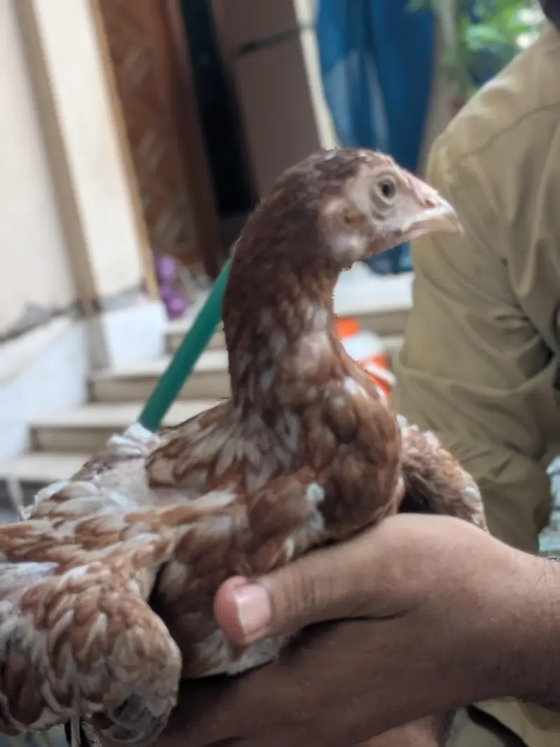 اصیل مرغے عمر سات ماہ — photo 4