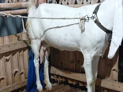 gulabi bakri 8 dant gabban