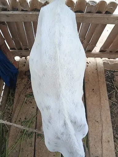 gulabi bakri 8 dant gabban — photo 2