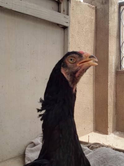 Pure black shamo Thai cross female
