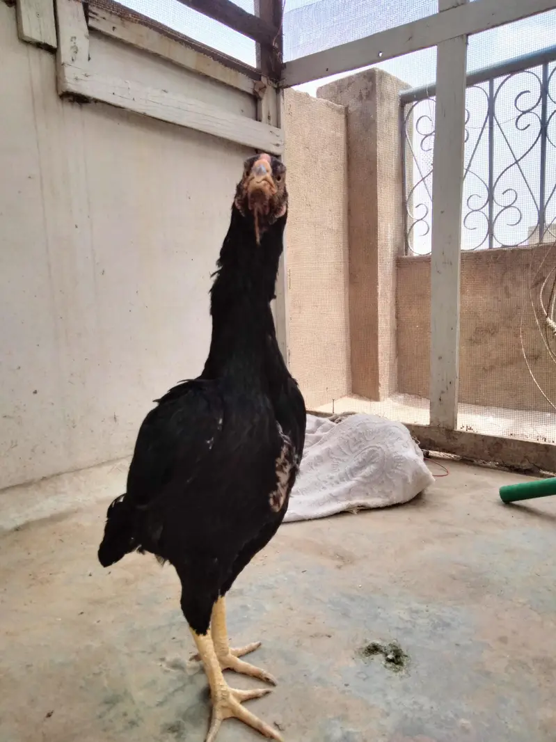 Pure black shamo Thai cross female — photo 2