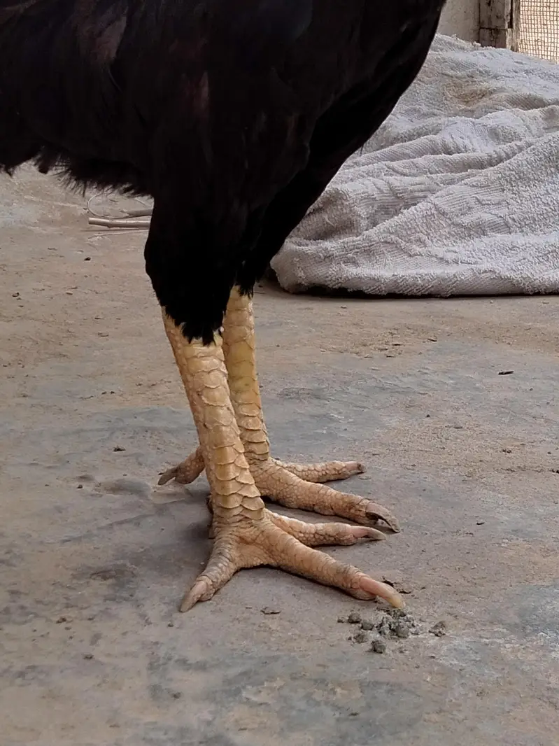 Pure black shamo Thai cross female — photo 3