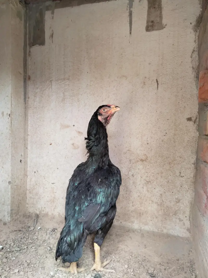 Pure black shamo Thai cross female — photo 4